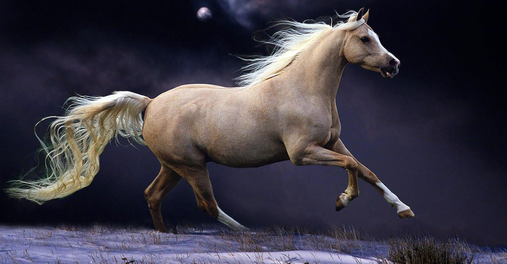golden breath horse
