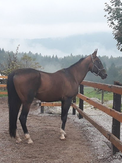 golden-breath-adapan