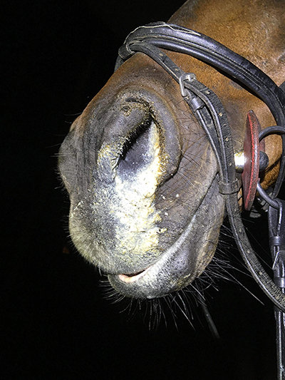 golden-breath-libero