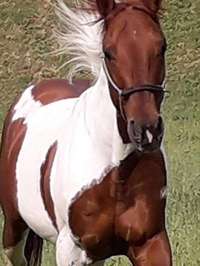 golden-breath-malija