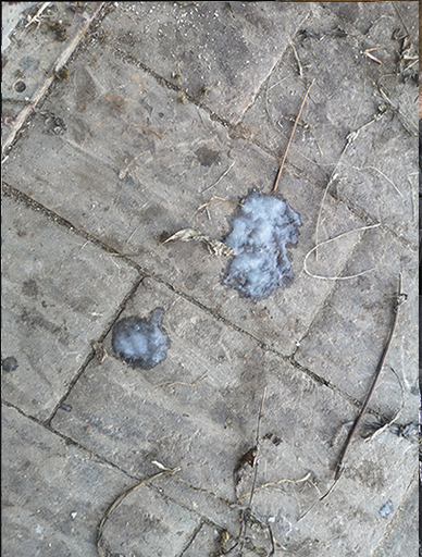 golden-breath-cure-for-chronic-obstructive-pulmonary-disease