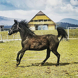 golden breath stable 