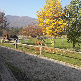 golden breath stable 