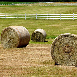 golden breath stable 